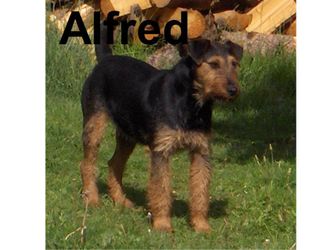 Alfred 31.05.2009 - 30.06.2022